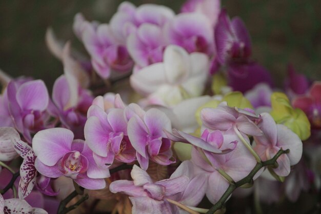 Close-up of pink flowering plants