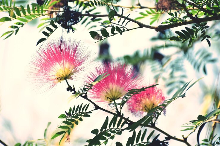 Photo ピンクの花の植物のクローズアップ