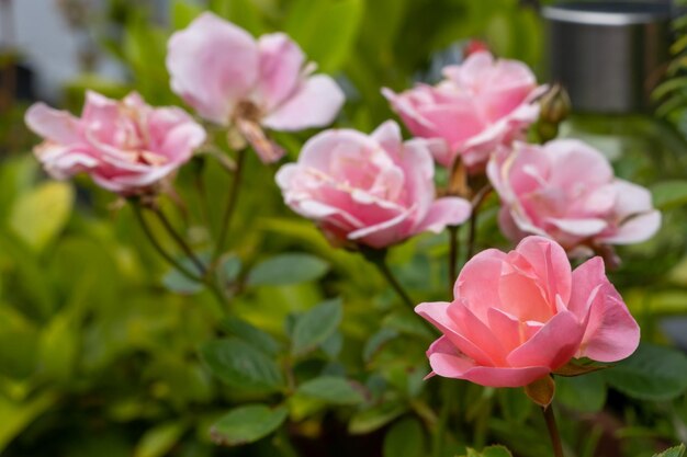 Close-up of pink flowering plants