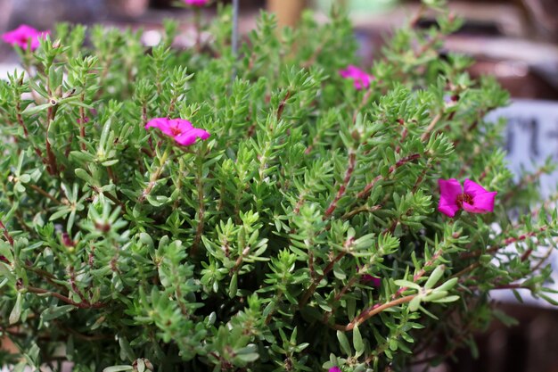 Foto prossimo piano di piante a fiori rosa