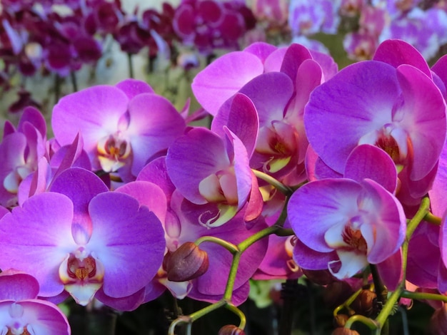 Close-up of pink flowering plants