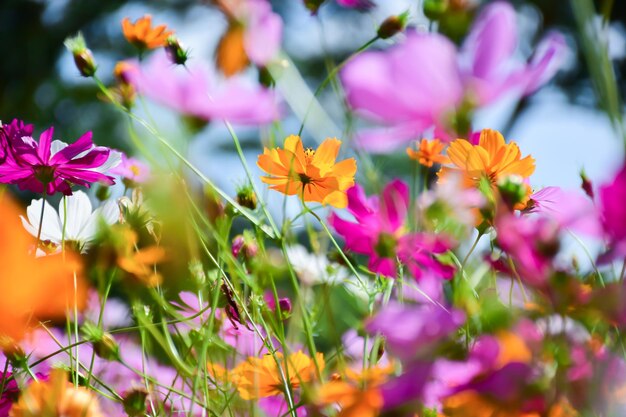 Close-up of pink flowering plants