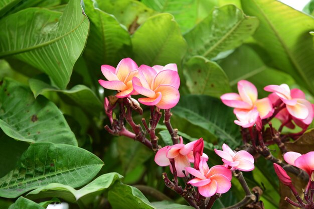 Close-up of pink flowering plants