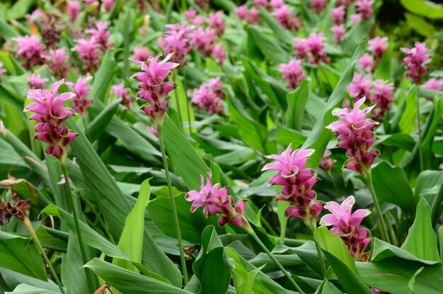 Photo close-up of pink flowering plants