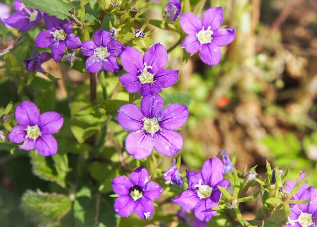 Close-up of pink flowering plants