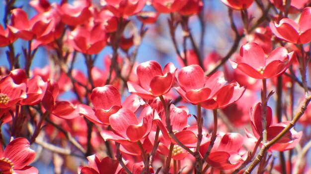 Foto prossimo piano di piante a fiori rosa