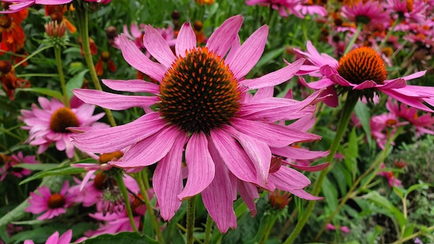 Photo close-up of pink flowering plants