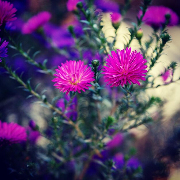 Close-up of pink flowering plants