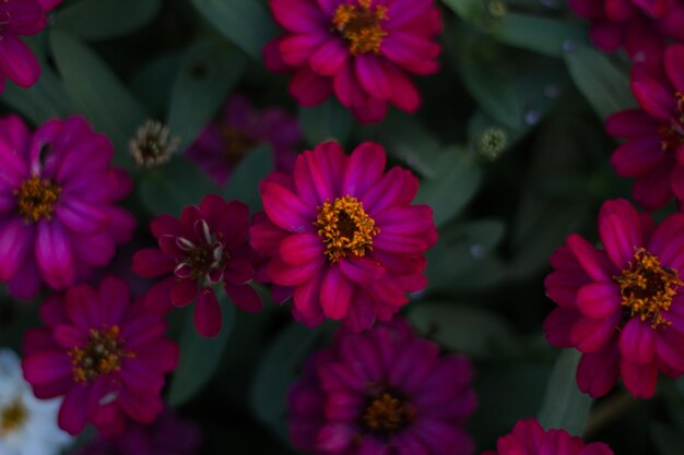 Close-up of pink flowering plants