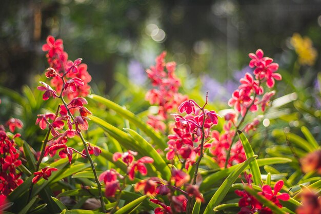 Close-up of pink flowering plants