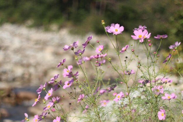 Photo close-up of pink flowering plants