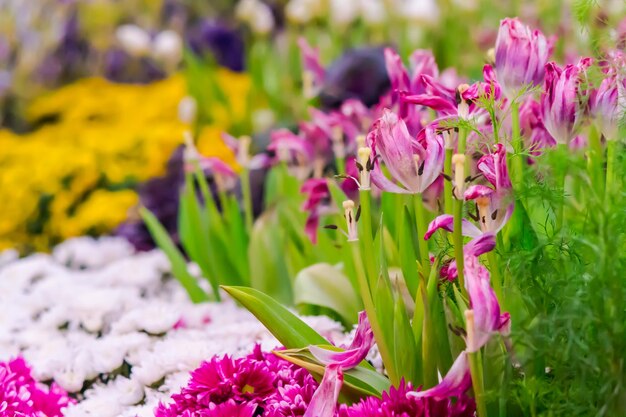 Close-up of pink flowering plants