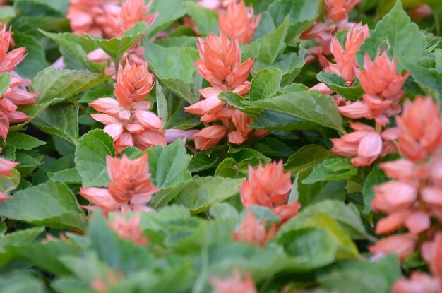 Foto prossimo piano di piante a fiori rosa