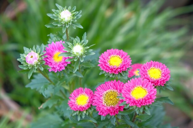 ピンクの花の植物のクローズアップ