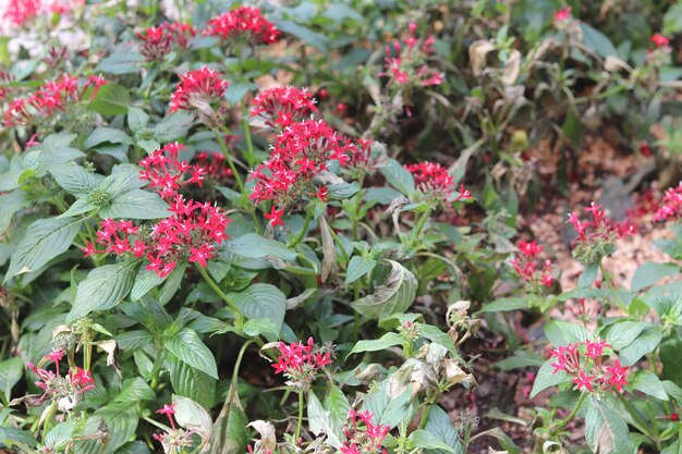 Photo close-up of pink flowering plants