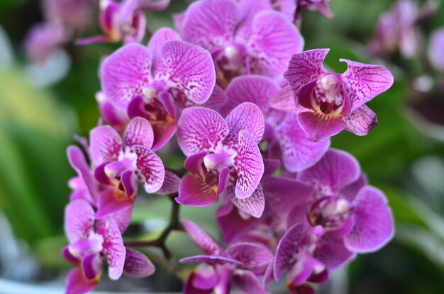 Close-up of pink flowering plants