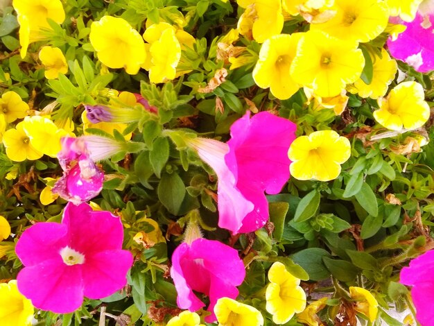 Close-up of pink flowering plants