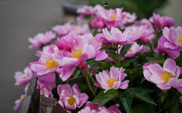 Close-up of pink flowering plants