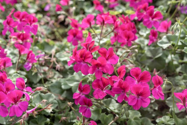 ピンクの花の植物のクローズアップ