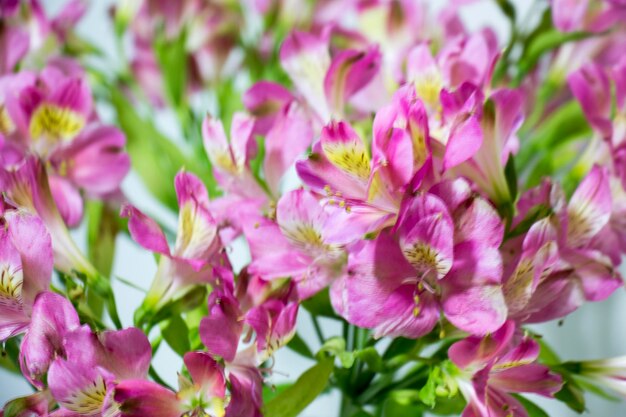 Close-up of pink flowering plants