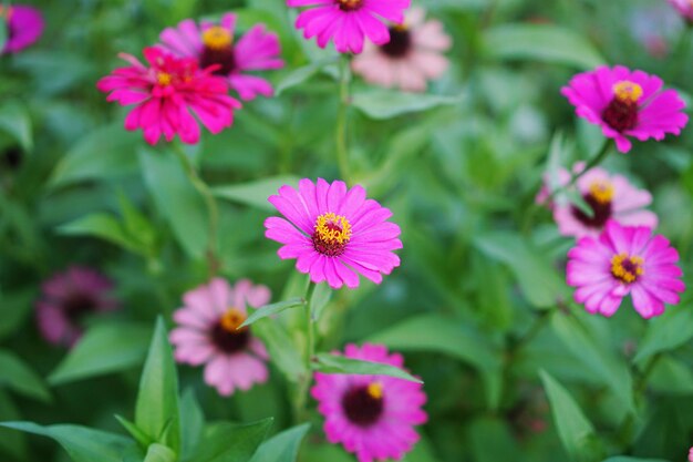 Photo close-up of pink flowering plants