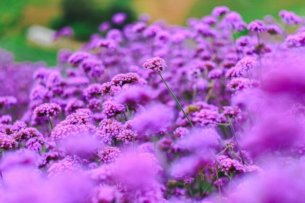 Close-up of pink flowering purple flowers