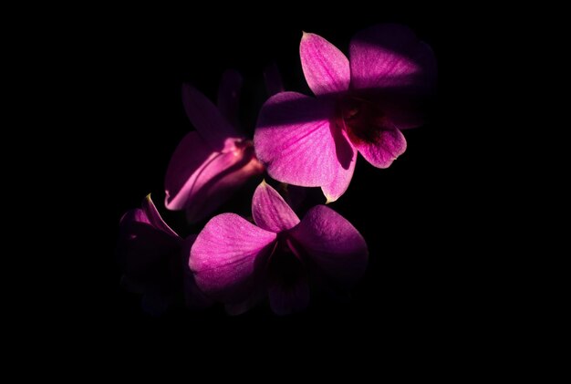 Close-up of pink flowers against black background