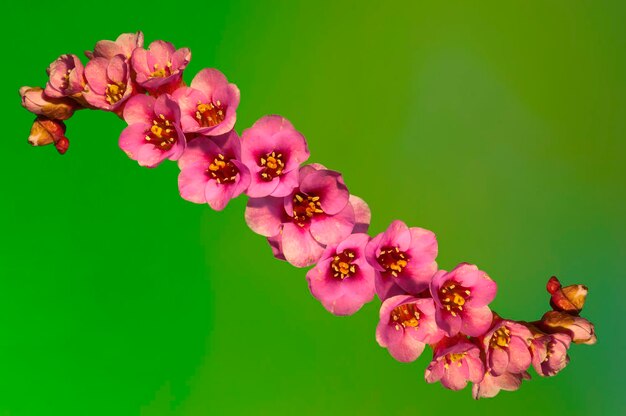 Close-up of pink flowers against blue background