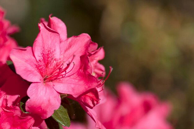 Foto close-up di fiori rosa su uno sfondo sfocato