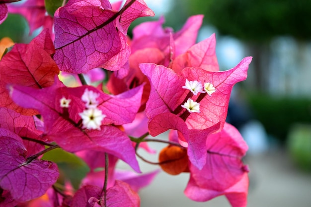 ぼんやりした背景にピンクの花をクローズアップ