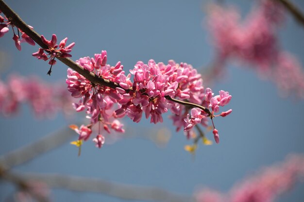 Close-up of pink flowers against blurred background