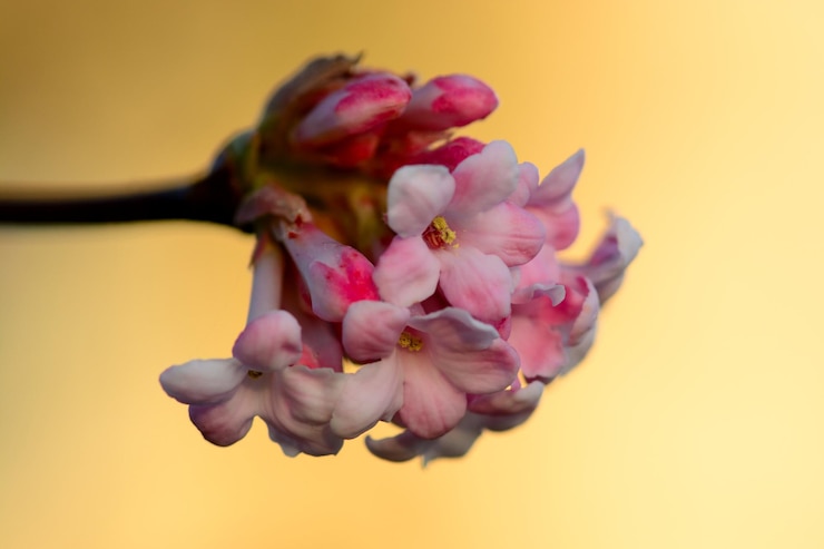 Photo close-up of pink flowers against blurred background