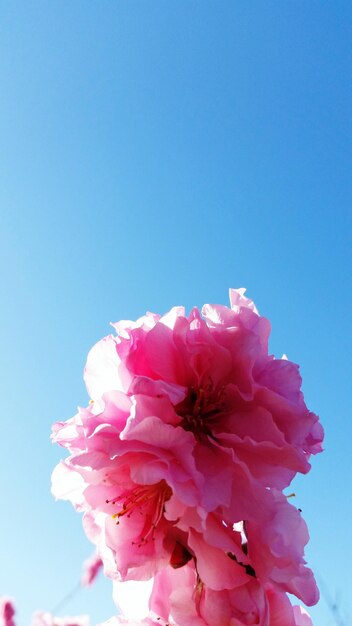 Close-up of pink flowers against clear blue sky