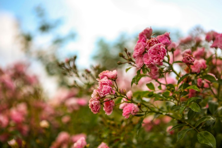 Photo 明るい空を背景にピンクの花のクローズアップ