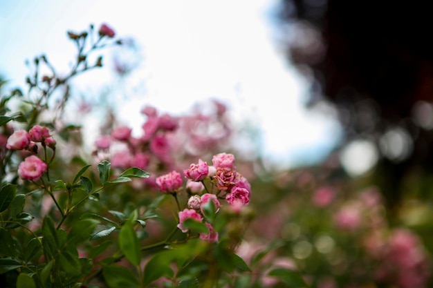 明るい空を背景にピンクの花のクローズアップ