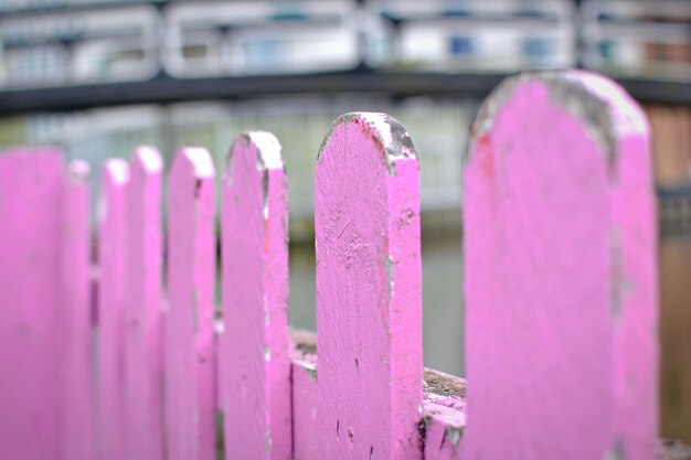 Close-up of pink flowers against fence