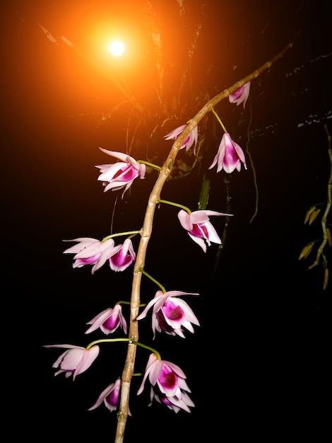 Photo close-up of pink flowers against plant