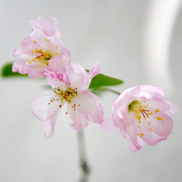 Foto close-up di fiori rosa contro il cielo