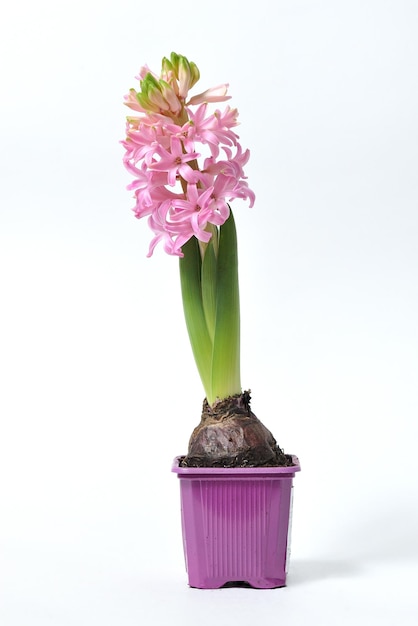 Close-up of pink flowers against white background