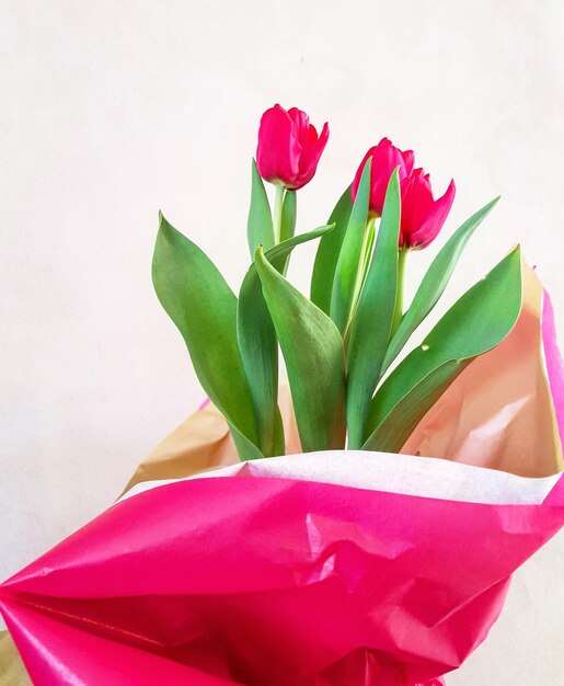 Close-up of pink flowers against white background