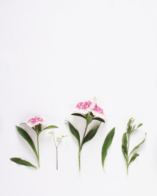close-up of pink flowers against white background