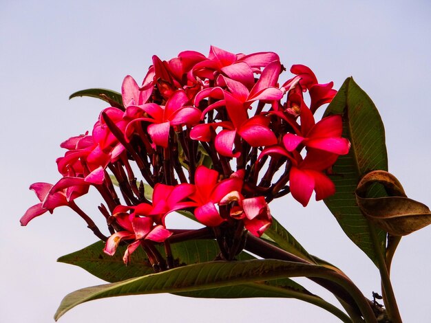 Close-up of pink flowers against white background