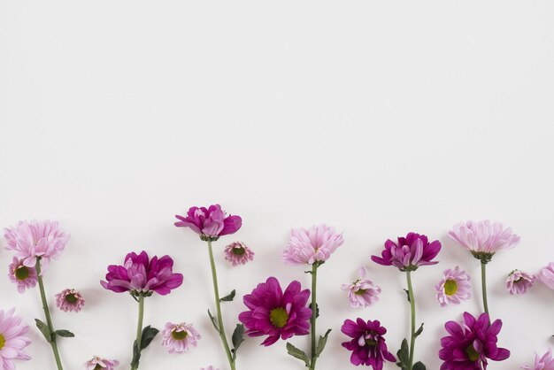 Close-up of pink flowers against white background