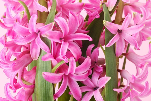 Close up of pink flowers background