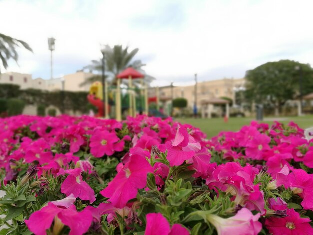 Close-up of pink flowers blooming against sky