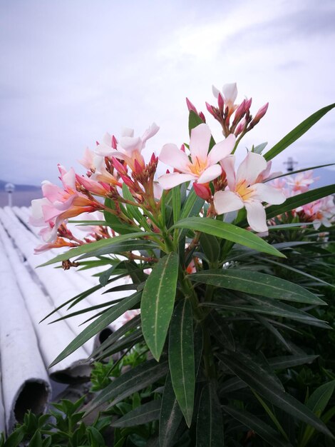 Close-up of pink flowers blooming against sky