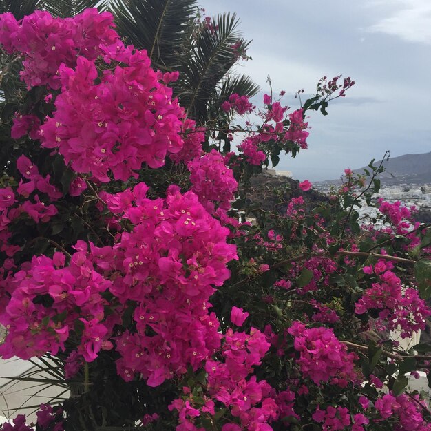 Close-up of pink flowers blooming against sky