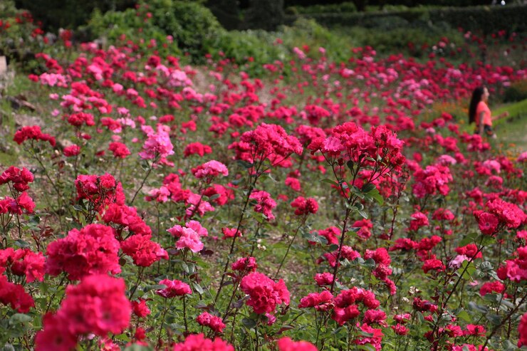 Photo フィールドでくピンクの花のクローズアップ