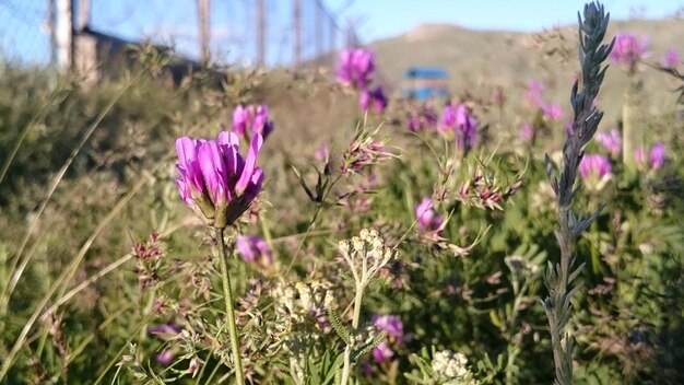 Foto close-up di fiori rosa che fioriscono nel campo