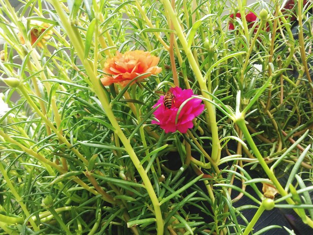 Close-up of pink flowers blooming in field